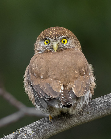 Northern Pygmy Owl
