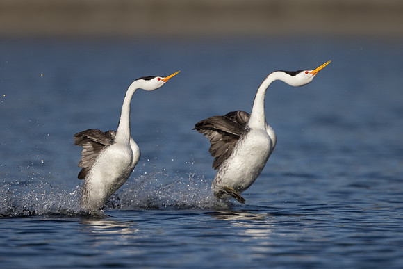 Clark's Grebes, courtship display