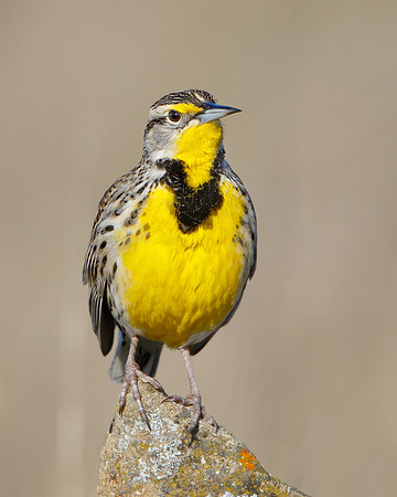 Western Meadowlark