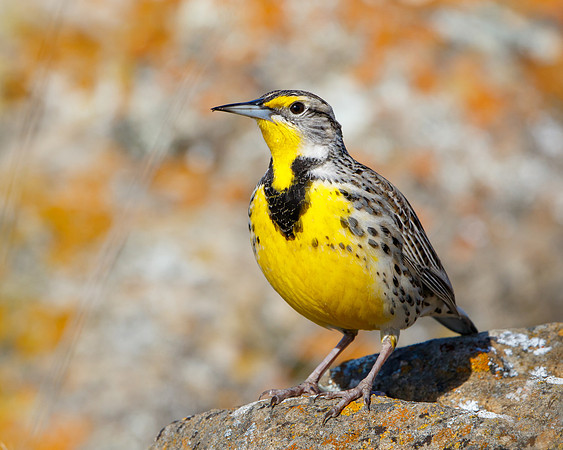 Western Meadowlark