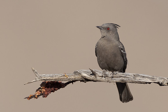 Phainopepla