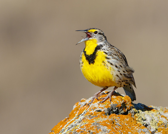 Western Meadowlark singing
