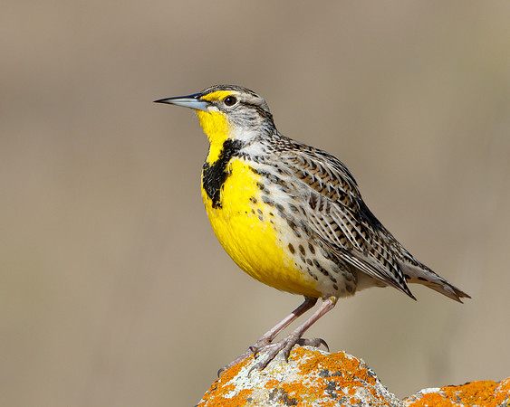 Western Meadowlark