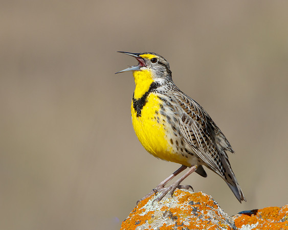 Western Meadowlark singing