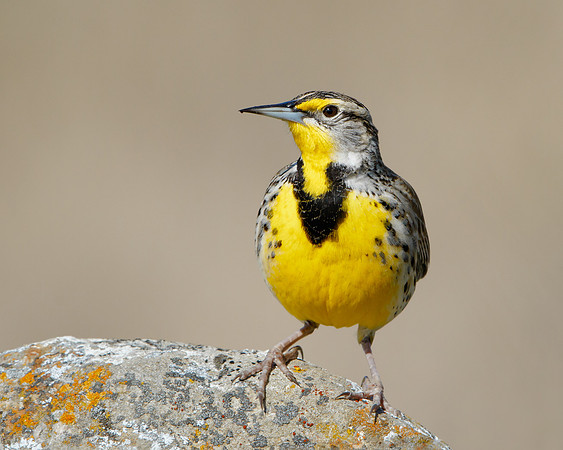 Western Meadowlark