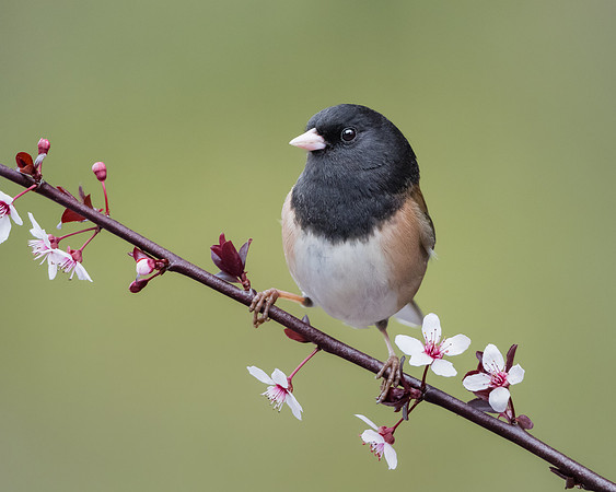 Dark-eyed Junco