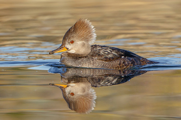 Hooded Merganser, female