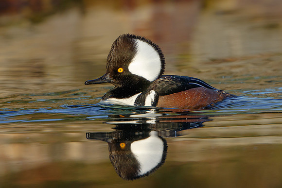 Hooded Merganser, male
