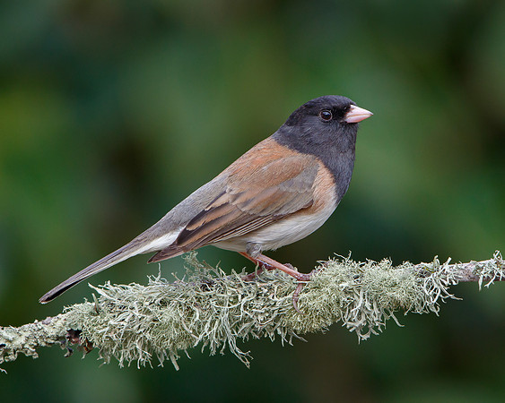 Dark-eyed Junco