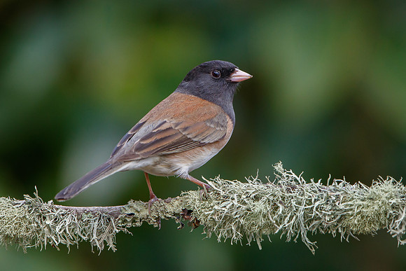 Dark-eyed Junco