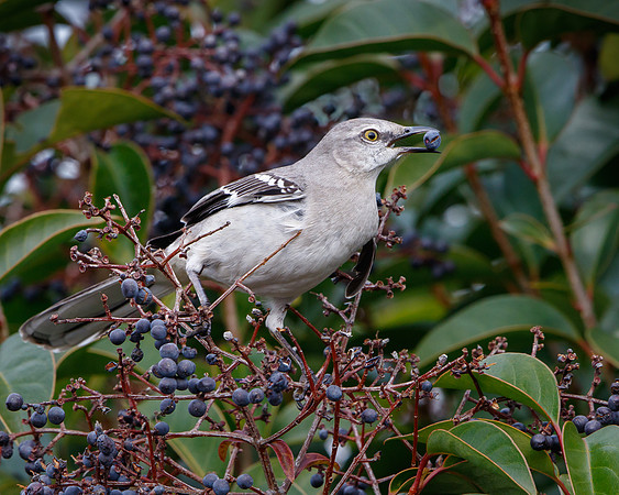 Northern Mockingbird feeding on berries