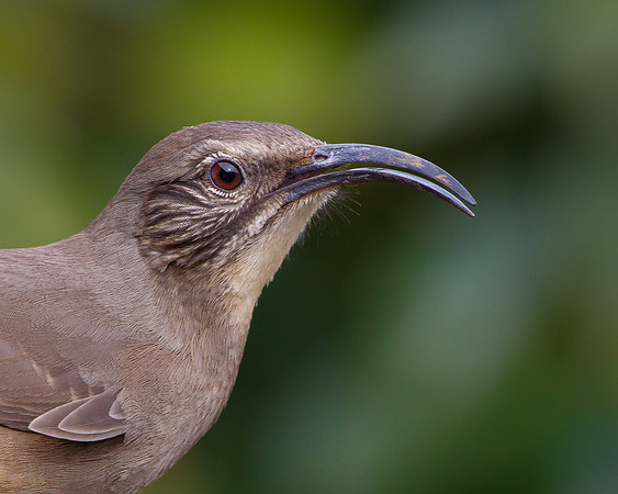 California Thrasher
