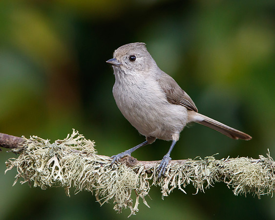 Oak Titmouse