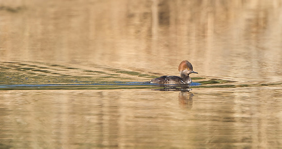 Hooded Merganser