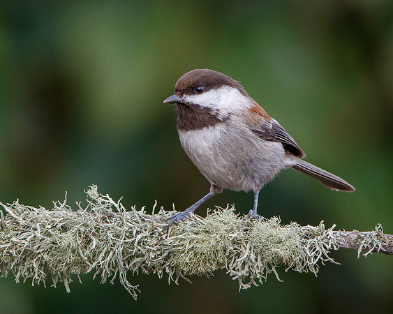 Chestnut-backed Chickadee