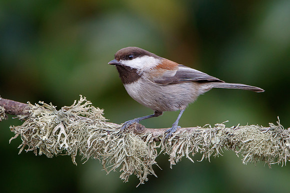Chestnut-backed Chickadee