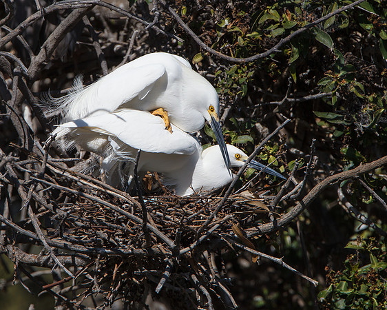 Snowy Egrets, mating