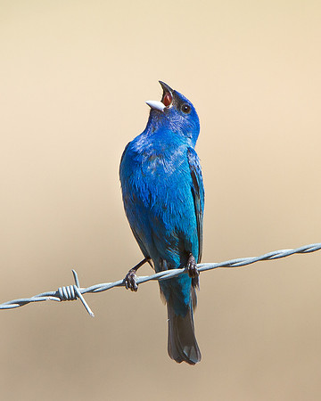 Indigo Bunting
