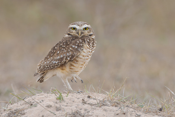Burrowing Owl