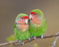 Rosy-faced Lovebirds
