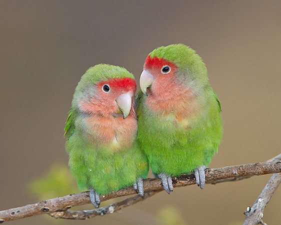 Rosy-faced Lovebirds