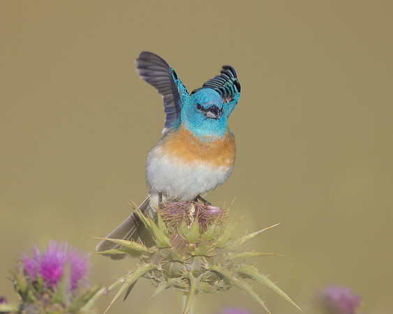 Lazuli Bunting