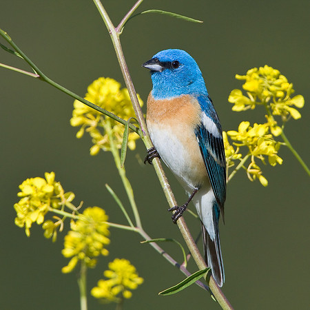 Lazuli Bunting among yellow mustard flowers
