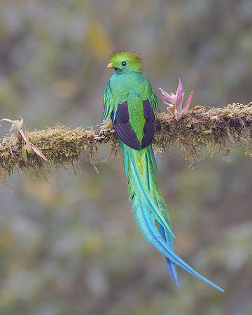 The male quetzal is especially beautiful from the back when his long blue-green tail feathers are visible. Sadly, this was our last view of the quetzals before beginning our journey home.