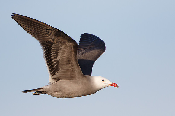 Heermann's Gull