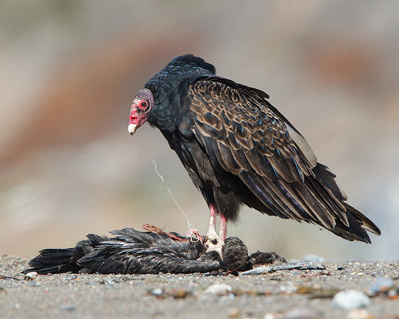 Turkey Vulture. feasting on cormorant