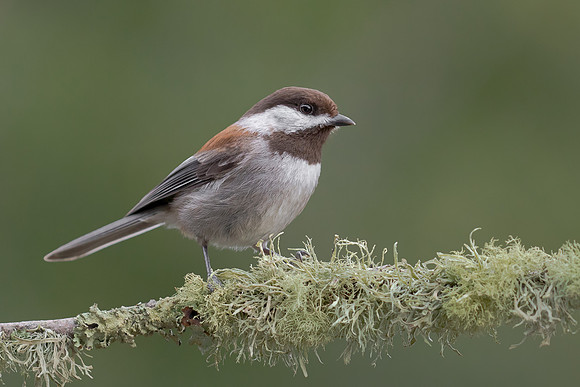 Chestnut-backed Chickadee