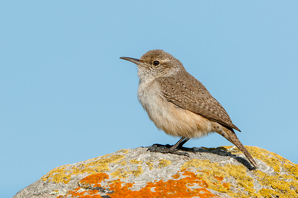 Rock Wren