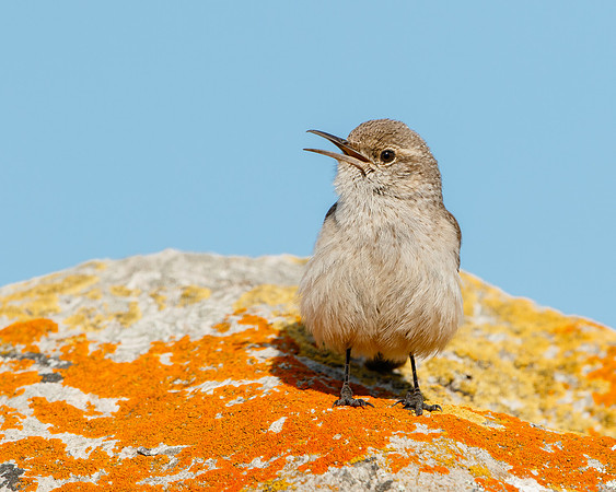 Rock Wren
