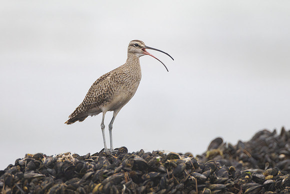 Whimbrel