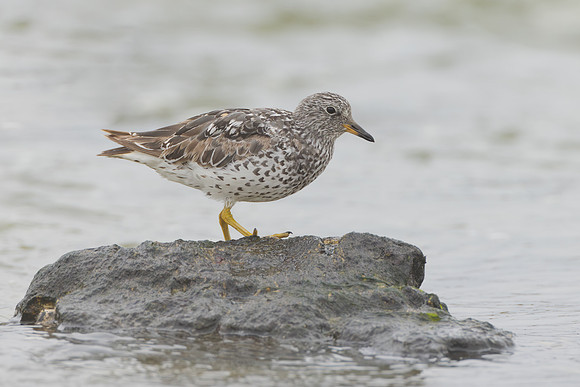 Surfbird
