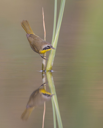 Common Yellowthroat