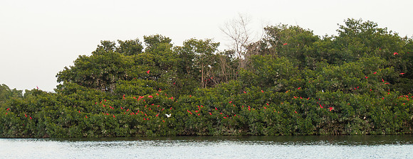 Egret amongst the Scarlet Ibis roosting in mangrove forest, Caroni Swamp