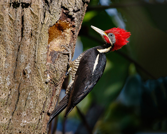 Lineated Woodpecker