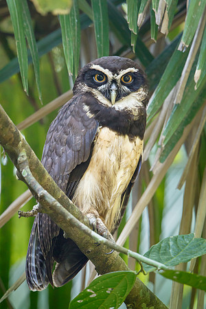 Spectacled Owl