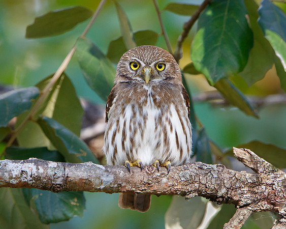 Ferruginous Pygmy Owl