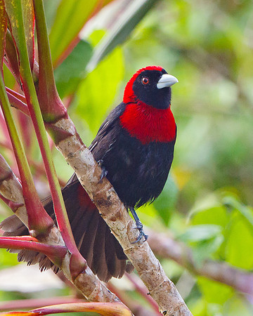 Crimson-collared Tanager