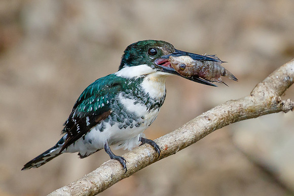 Green Kingfisher, with fish