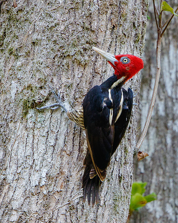 Pale-billed Woodpecker