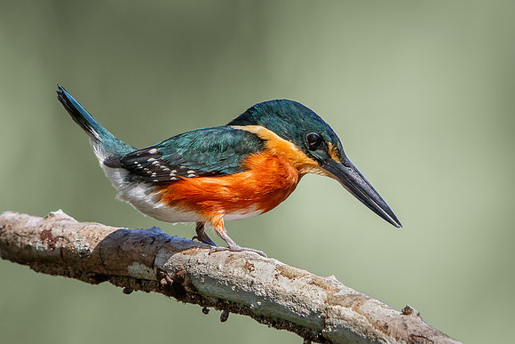 American Pygmy Kingfisher