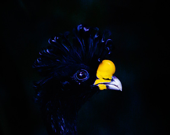 Great Curassow