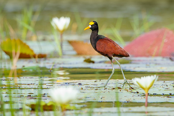 Northern Jacana