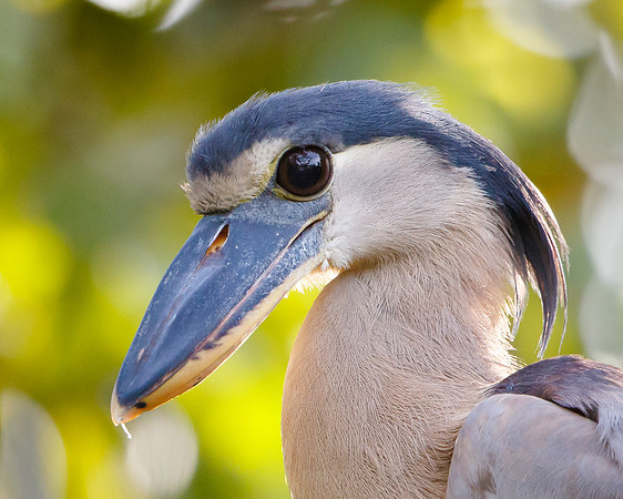 Boat-billed Heron