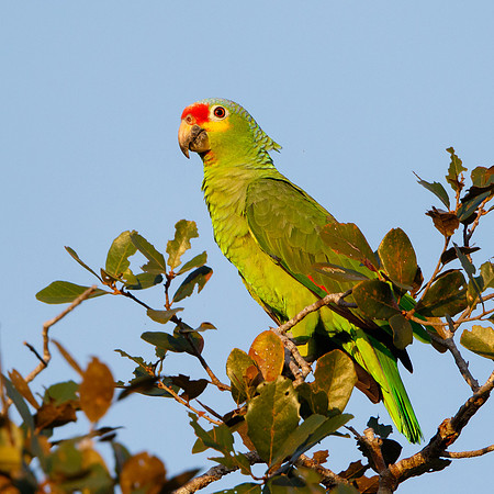 Red-lored Parrot (aka Red-lored Amazon)