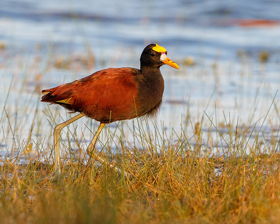 Northern Jacana