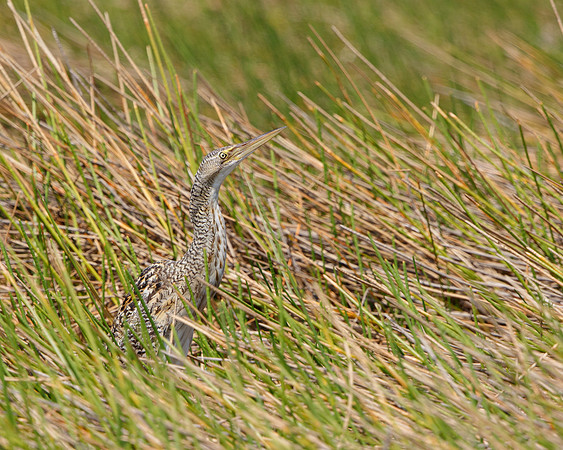 Pinnated Bittern